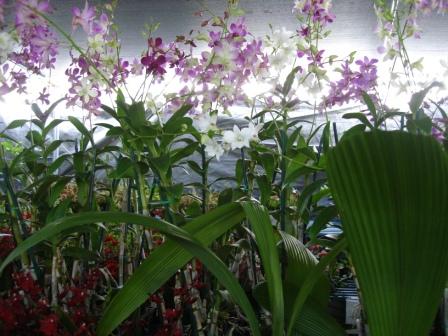 St Joe's country fair Hilo Hawaii